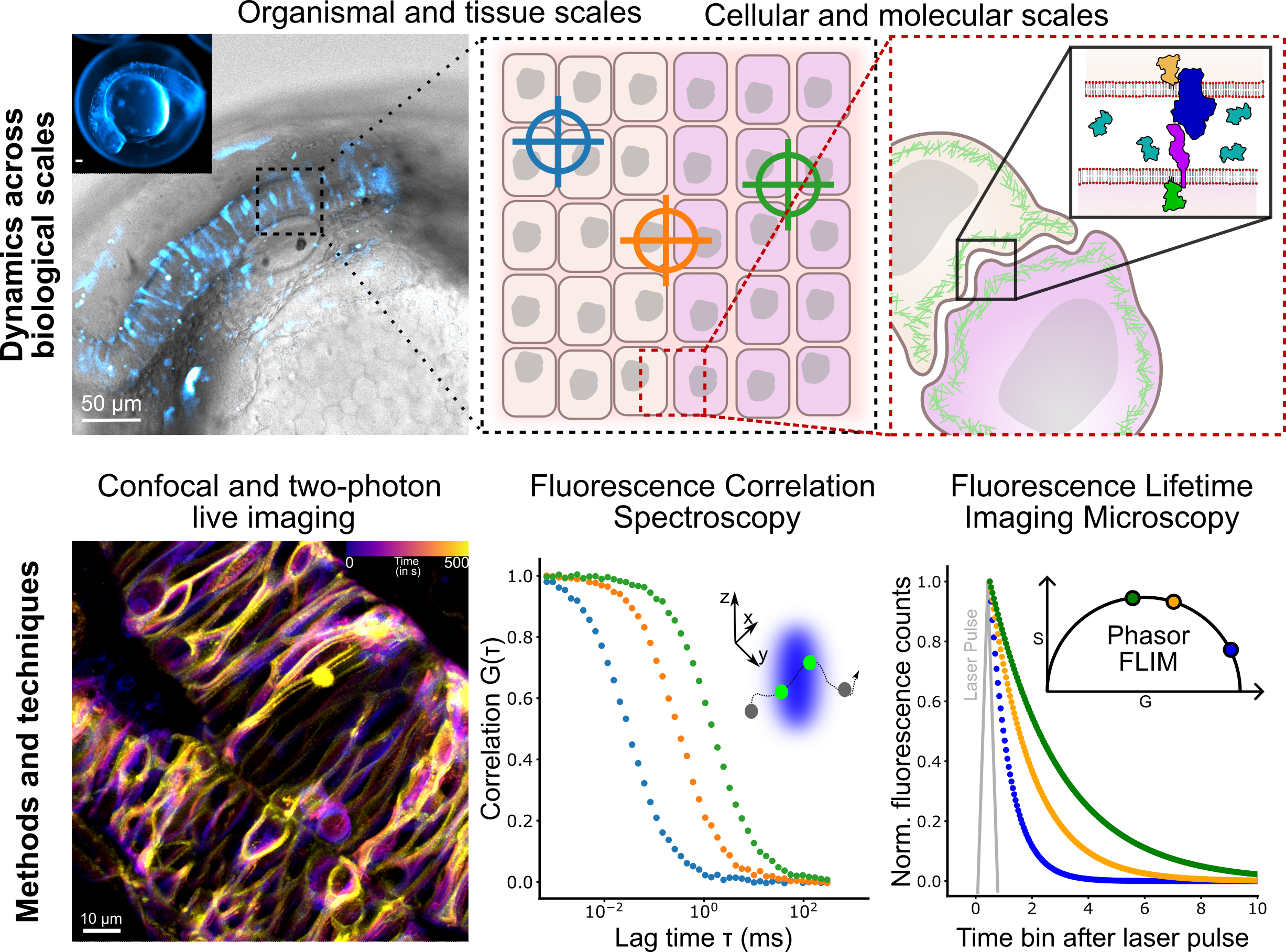 Overview of research interests and techniques in the FMD Lab